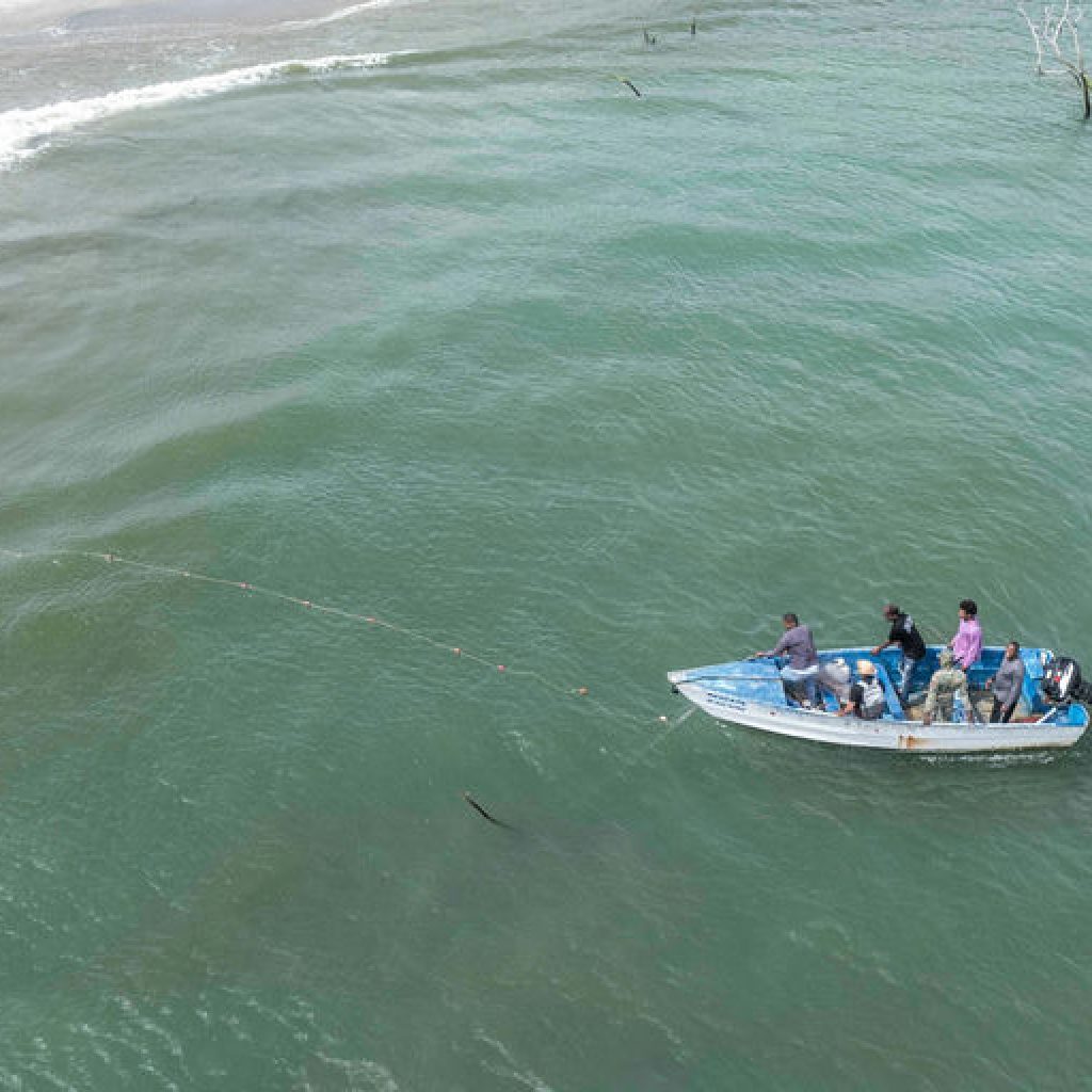 Redes de pesca en la República Dominicana: Amenaza crítica para la supervivencia de los manatíes